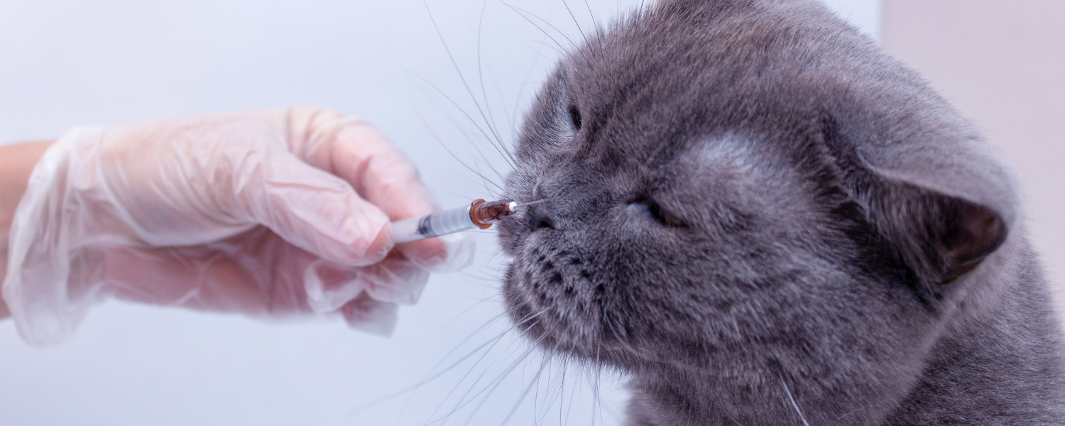 Chewy Medication