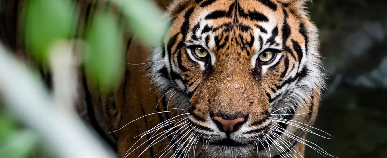Immerse Yourself in Nature with London Zoo UK